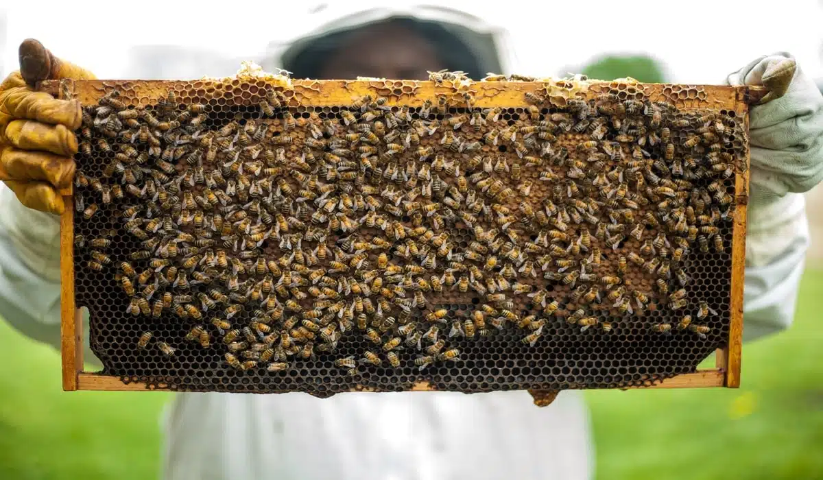 Climate change causes larger insect wipeout, scientists warn.