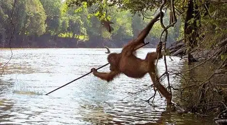 Orangutan Catching Fish