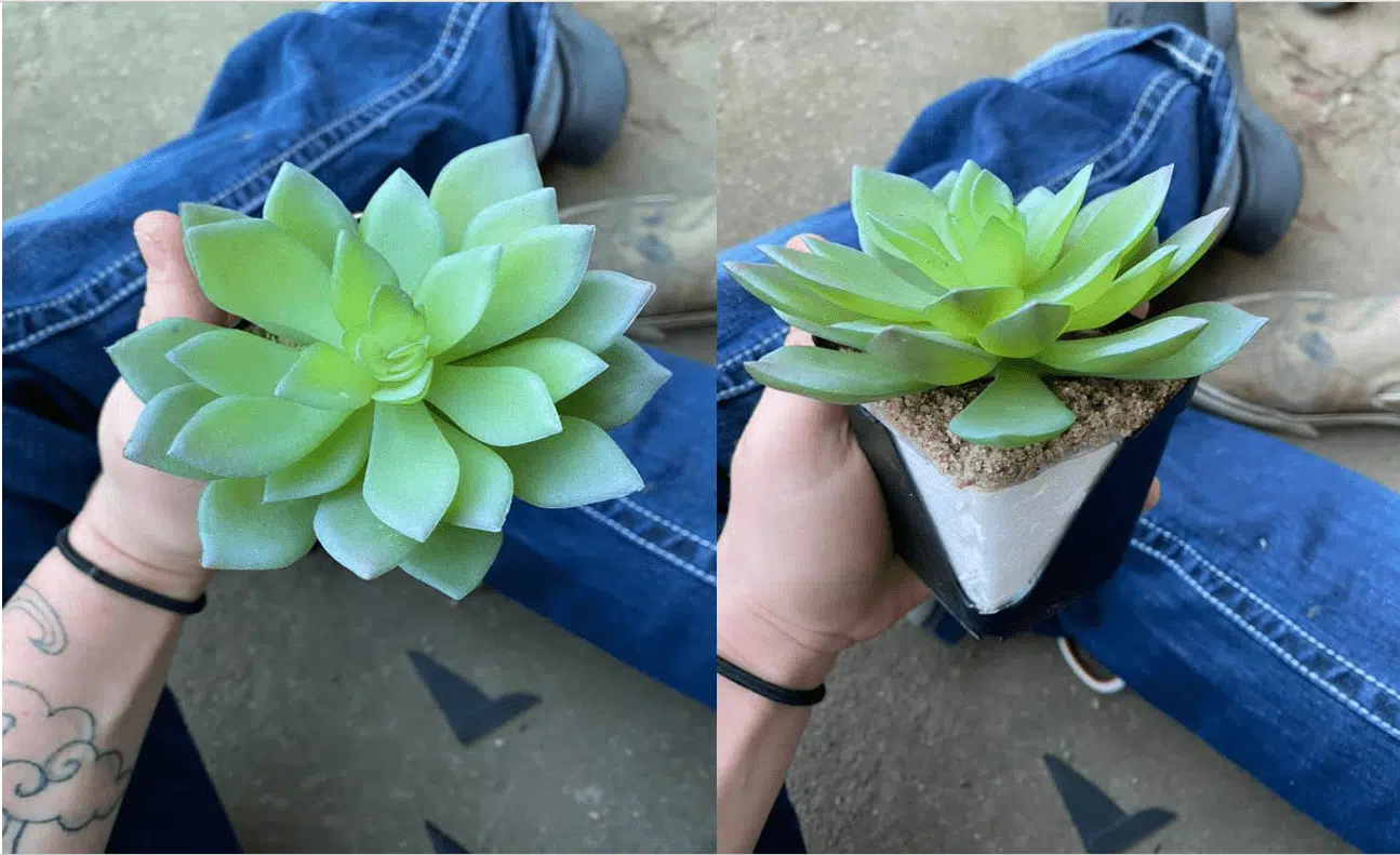 Woman Took Care of Succulent for Two Years, Then Realized It Was Fake